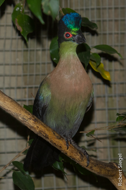 turaco